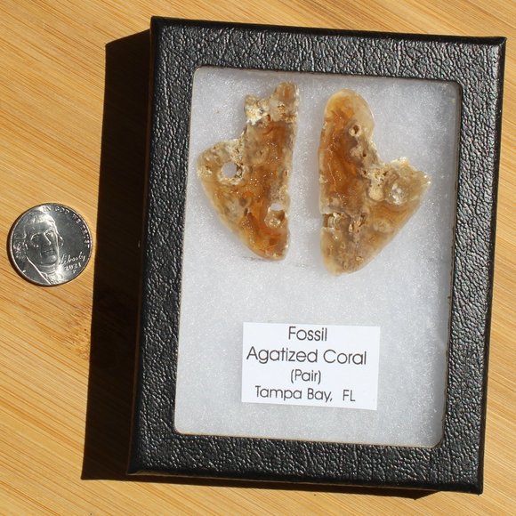 Fossil Agatized Coral - Picture 6 of 6